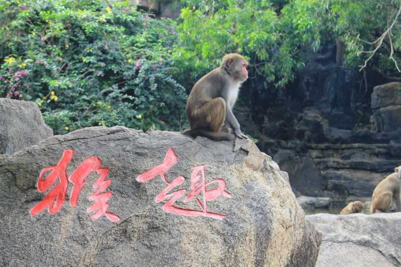 南湾猴岛游玩多长时间-